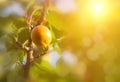 A branch with apricot and green leaves. Apricot orchard and dirt path. Copy space, summer background