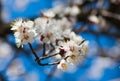 A branch of an apricot tree with blooming white flowers close up against a blue sky and other branches in defocusing Royalty Free Stock Photo