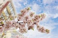 Flowering branch of apricot tree on a blurred background Royalty Free Stock Photo