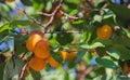 Branch of apricot tree green leaves and ripe fruits of bright yellow and orange color Royalty Free Stock Photo