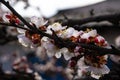 Branch of apricot tree with open flowers of spring warm day.