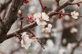 Branch of apricot tree in the period of spring flowering Royalty Free Stock Photo