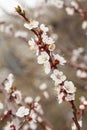 Branch of apricot tree in the period of spring flowering Royalty Free Stock Photo