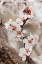 Branch of apricot tree in the period of spring flowering Royalty Free Stock Photo