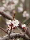 Branch of apricot tree in the period of spring flowering Royalty Free Stock Photo