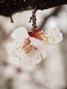 Branch of apricot tree in the period of spring flowering Royalty Free Stock Photo