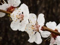 Branch of apricot tree in the period of spring flowering Royalty Free Stock Photo