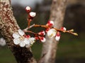 Branch of apricot tree in the period of spring flowering Royalty Free Stock Photo