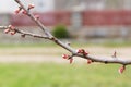 Branch of an apricot tree with pink buds . Fruit trees near house. Spring awakening of nature. Gardening Royalty Free Stock Photo