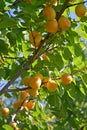 Branch of an apricot tree with ripe fruits Royalty Free Stock Photo