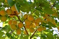 Branch of an apricot tree with ripe fruits Royalty Free Stock Photo