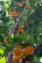 Branch of an apricot tree with ripe fruits in summer on organic plantation Royalty Free Stock Photo