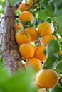 Branch of an apricot tree with ripe fruits in summer on organic plantation Royalty Free Stock Photo