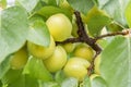 Branch of an apricot tree with ripe fruits at the summer time.