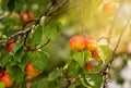 Branch of an apricot tree with ripe fruits Royalty Free Stock Photo