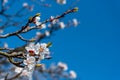 Branch of apricot tree with white flowers Royalty Free Stock Photo