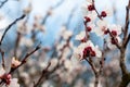 Branch of apricot tree with white flowers Royalty Free Stock Photo