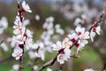 Branch of apricot tree with white flowers Royalty Free Stock Photo