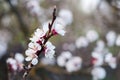 Branch of apricot tree with white flowers Royalty Free Stock Photo