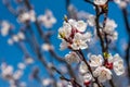 Branch of apricot tree with white flowers Royalty Free Stock Photo