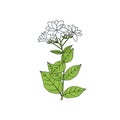 Branch of Arabian Jasmine Sambac with flowers, buds and leaves. Hand-drawn vector illustration Royalty Free Stock Photo