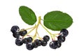 Chokeberry isolated on white background. Royalty Free Stock Photo