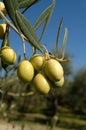 A branch of Ascolana variety olives in central Italy used for fried folives stuffed with meat