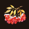 Branch of ashberry Royalty Free Stock Photo