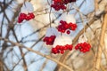 Branch of ashberry under snow Royalty Free Stock Photo