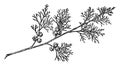 Branch of Atlantic White Cypress vintage illustration