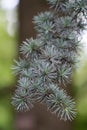 Branch of a Atlas Cedar