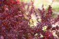 Branch of autumn barberry bush with red leaves and berries. Barberry  branch fresh ripe berries natural green background. Berberis Royalty Free Stock Photo