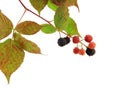 Branch of an autumn blackberry