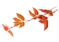 Branch of autumn leaves isolated on a white background. Royalty Free Stock Photo