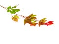 Branch of autumn leaves isolated on a white background. Parthenocissus quinquefolia. studio shot Royalty Free Stock Photo