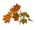 Branch of autumn maple leaves isolated on white background