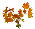 Autumn maple leaves isolated on white background