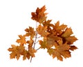 Branch of autumn maple tree leaves isolated on white background