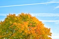 Branch of autumn maple tree leaves on sky