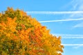 Branch of autumn maple tree leaves on sky