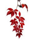 Branch of autumn  virginia creeper leaves isolated on white background Royalty Free Stock Photo