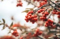 Branch of autumn viburnum with red berries and bright foliage against the sky. Royalty Free Stock Photo