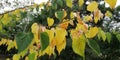 A branch of autumn yellow leaves. Autumn landscape. Natural background