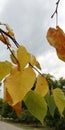 A branch of autumn yellow and red leaves against the sky. Calm light autumn mood..