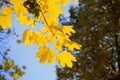 Branch with autumn yellow sunlight maple leaves in forest at sunny day. Selective focus. yellow foliage during a fall Royalty Free Stock Photo