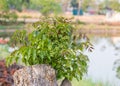 Branch of Azadirachta indica, neem tree showing compound leave