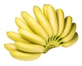 Branch of baby bananas isolated on white background Royalty Free Stock Photo