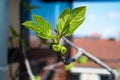 Branch and baby fruit of a Ficus carica or fig, Jette, Belgium