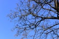 Branch of bald trees with blue sky