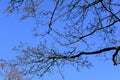 Branch of bald trees in winter